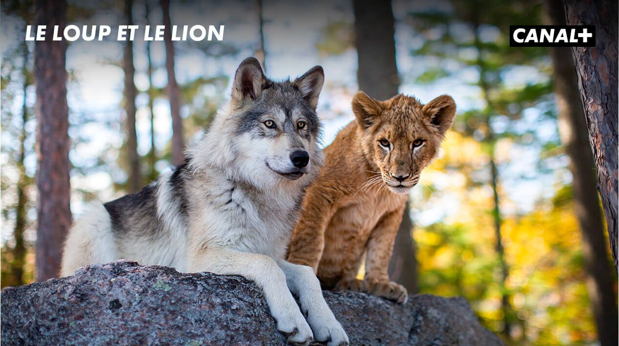 Le loup et le lion